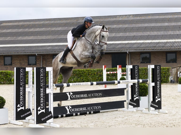 Zangersheider Stallion 5 years 17,1 hh Gray in Waddinxveen
