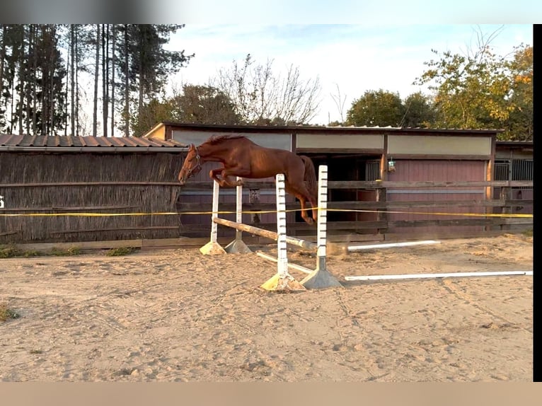 Zangersheider Stallion 6 years 16.1 hh Chestnut in Aarschot