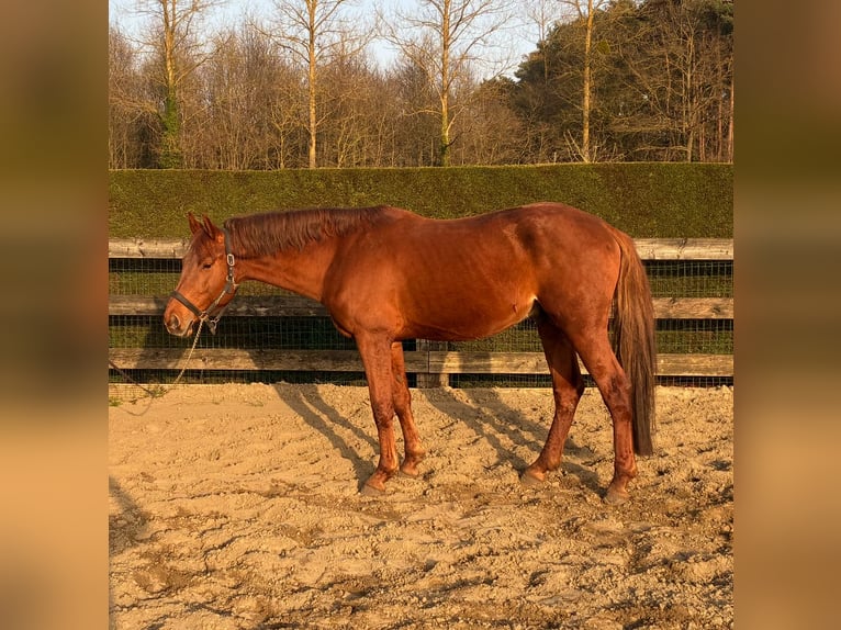 Zangersheider Stallion 6 years 16,1 hh Chestnut in Aarschot
