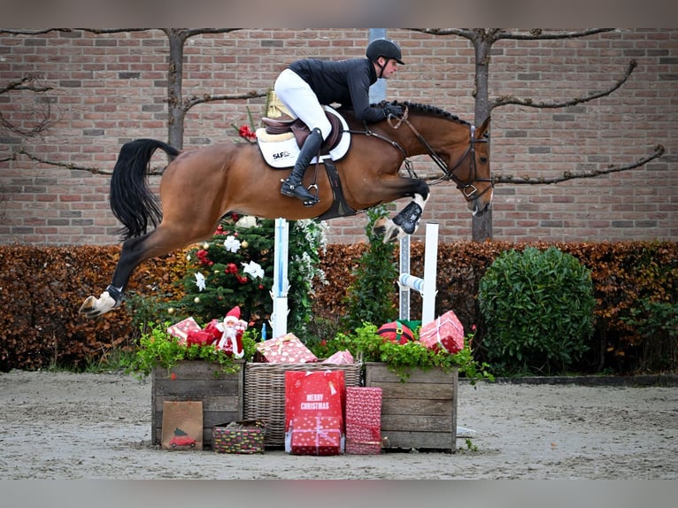 Zangersheider Stallion 6 years Brown in Bladel