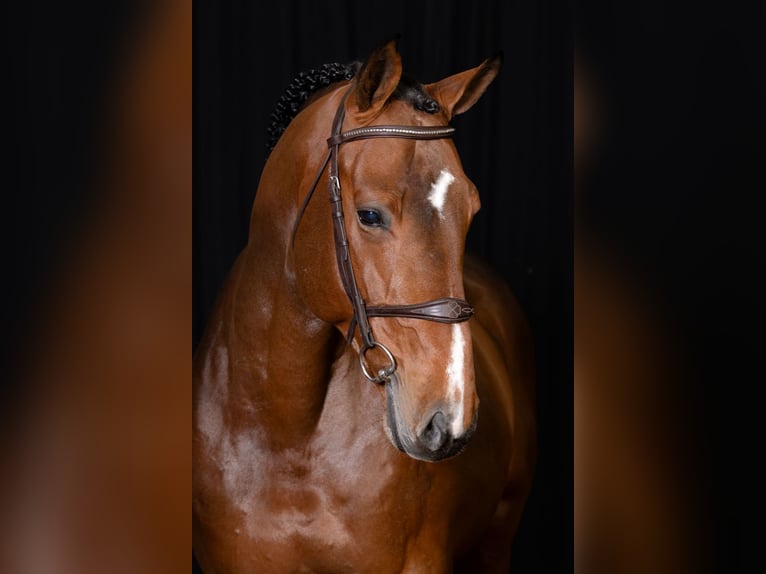 Zangersheider Stallion 6 years Brown in Bladel