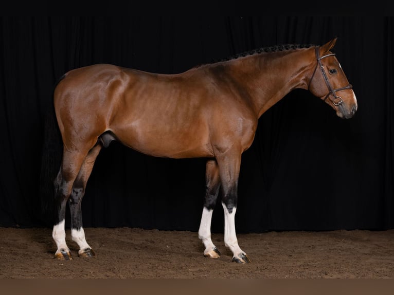 Zangersheider Stallion 6 years Brown in Bladel