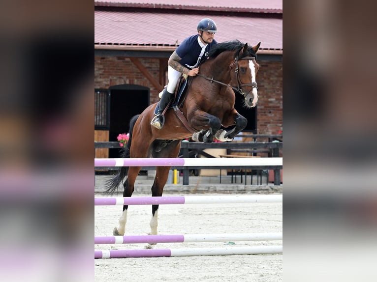 Zangersheider Stallion 7 years 16,2 hh Brown in Hagen