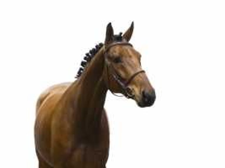 Zangersheider Stallion 7 years 16 hh Brown in Waddinxveen