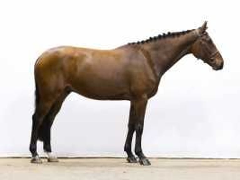 Zangersheider Stallion 7 years 16 hh Brown in Waddinxveen