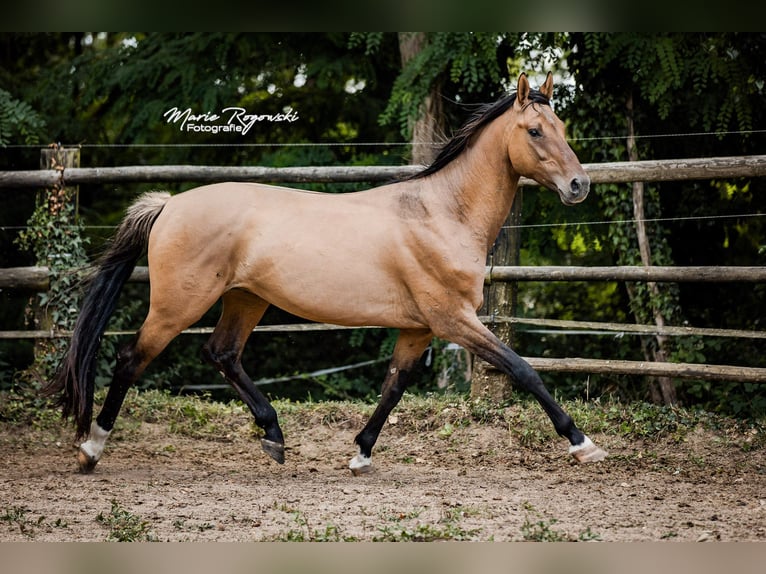 Zangersheider Stallion 7 years 16 hh Dun in Beaumont-Pied-de-Buf