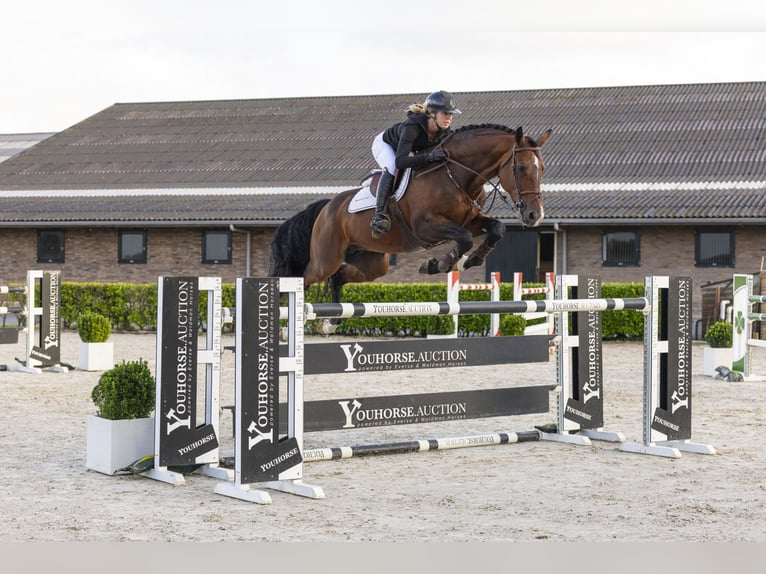Zangersheider Stallion 7 years 16,2 hh Brown in Waddinxveen