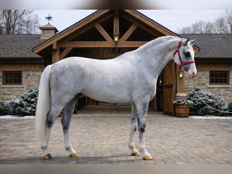 Zangersheider Stallion 7 years 16,3 hh Grey in Szarvas