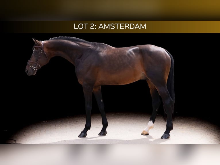 Zangersheider Stallion 8 years 16.2 hh Brown in Zülpich