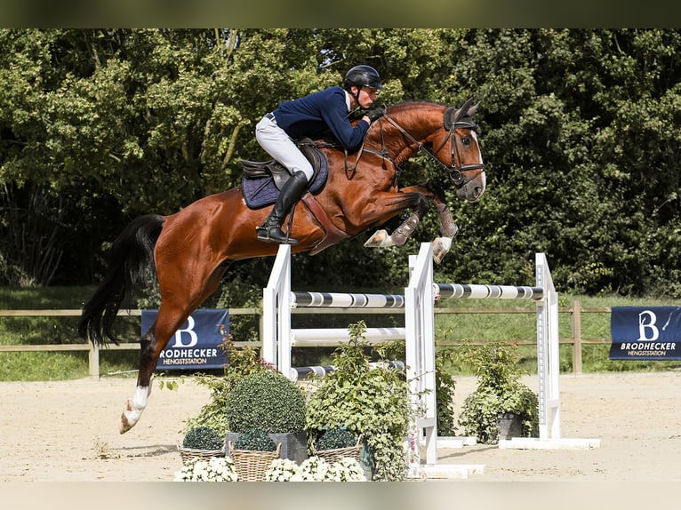 Zangersheider Stallion 8 years 16,3 hh Brown in Riedstadt
