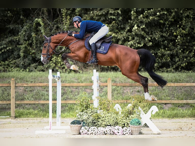 Zangersheider Stallion 8 years 16,3 hh Brown in Riedstadt