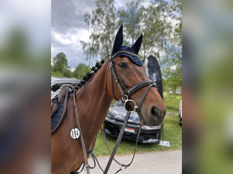 Zangersheider Stallion 9 years 15,2 hh Brown in Hof