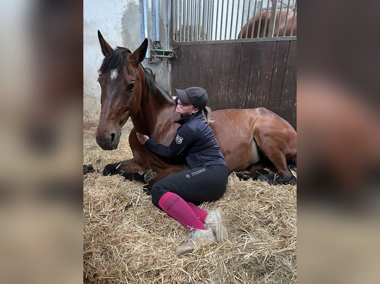 Zangersheider Stallion 9 years 15,2 hh Brown in Hof