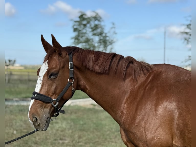 Zangersheider Stallion 9 years 16,1 hh Chestnut-Red in GROTE-BROGEL