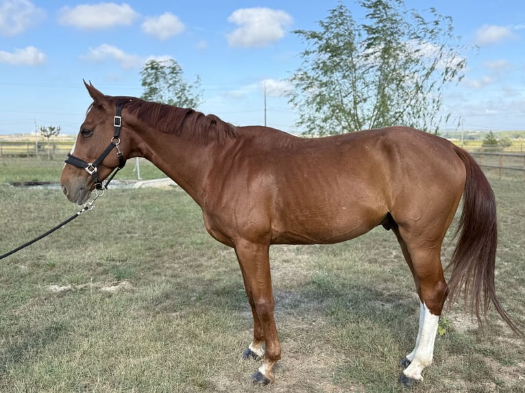 Zangersheider Stallion 9 years 16,1 hh Chestnut-Red in GROTE-BROGEL