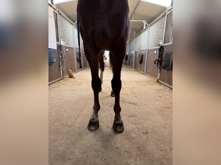 Zangersheider Stallion 9 years 16,1 hh Chestnut-Red in GROTE-BROGEL