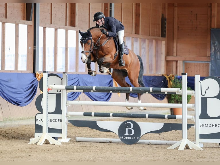 Zangersheider Stallion 9 years 16,3 hh Brown in Riedstadt