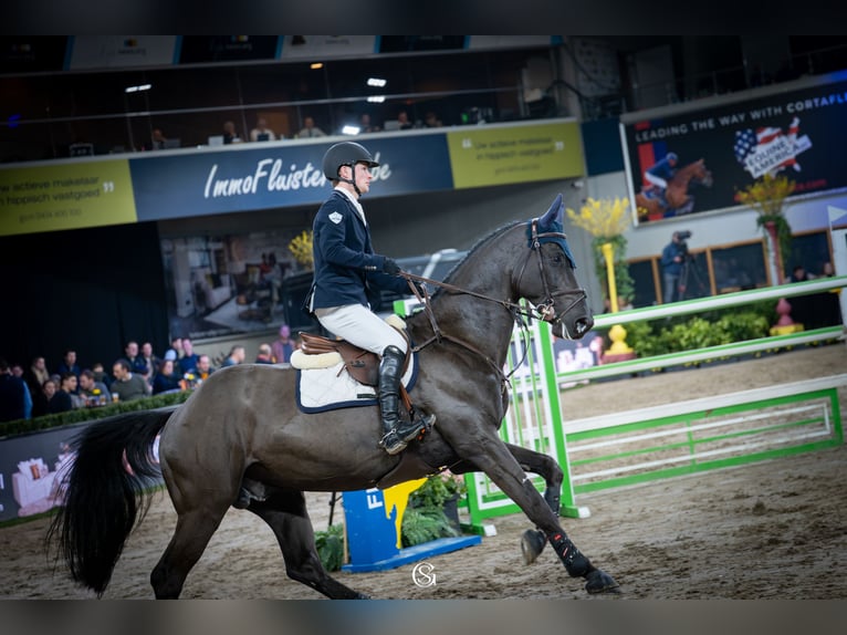 Zangersheider Stallion Black in Swifterbant