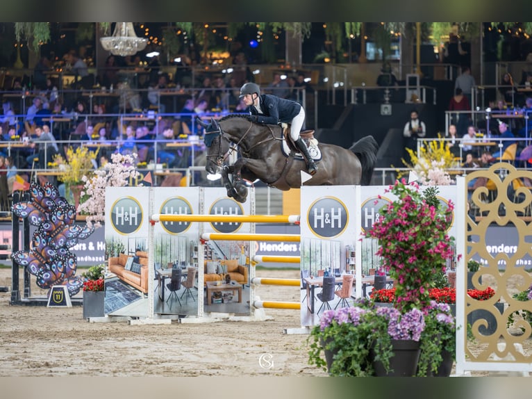 Zangersheider Stallion Black in Swifterbant