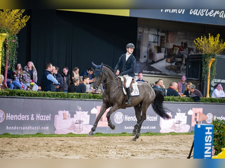 Zangersheider Stallion Black in Swifterbant