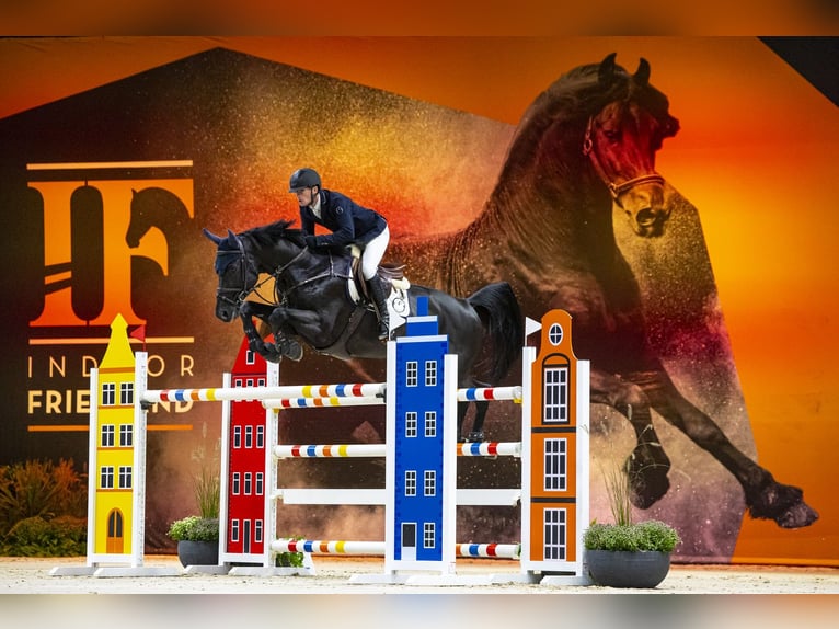 Zangersheider Stallion Black in Swifterbant