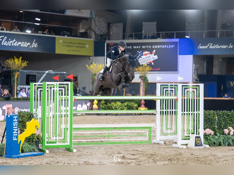 Zangersheider Stallion Black in Swifterbant