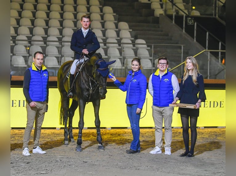 Zangersheider Stallion Black in Swifterbant