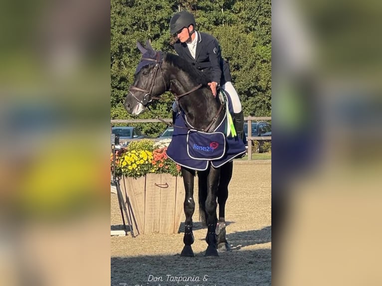 Zangersheider Stallion Black in Swifterbant