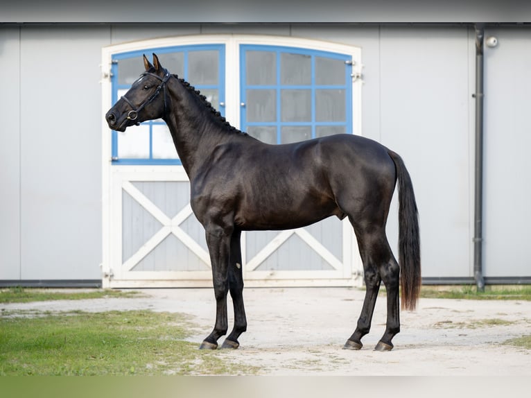 Zangersheider Stallion Black in Marcelewo