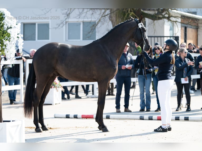 Zangersheider Stallion Black in Marcelewo