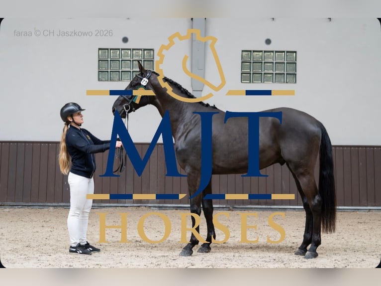 Zangersheider Stallion Black in Marcelewo