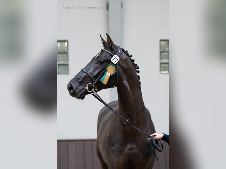 Zangersheider Stallion Black in Marcelewo
