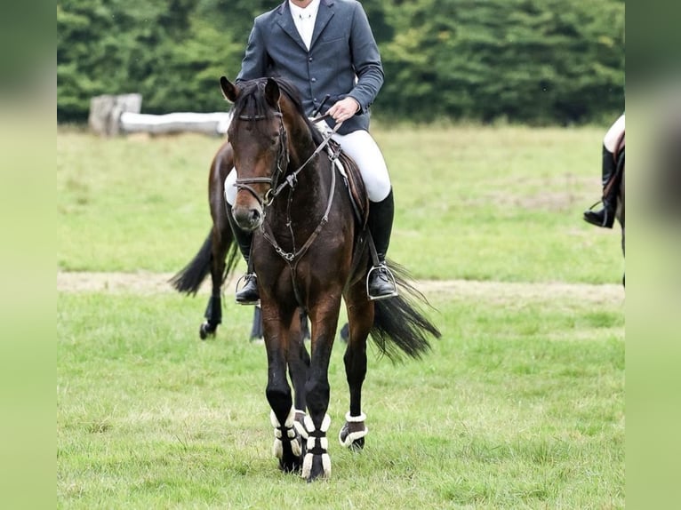 Zangersheider Stallion Brown in Wachtberg