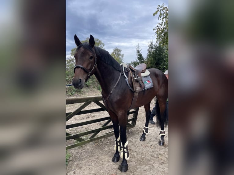Zangersheider Stallion Brown in Wachtberg