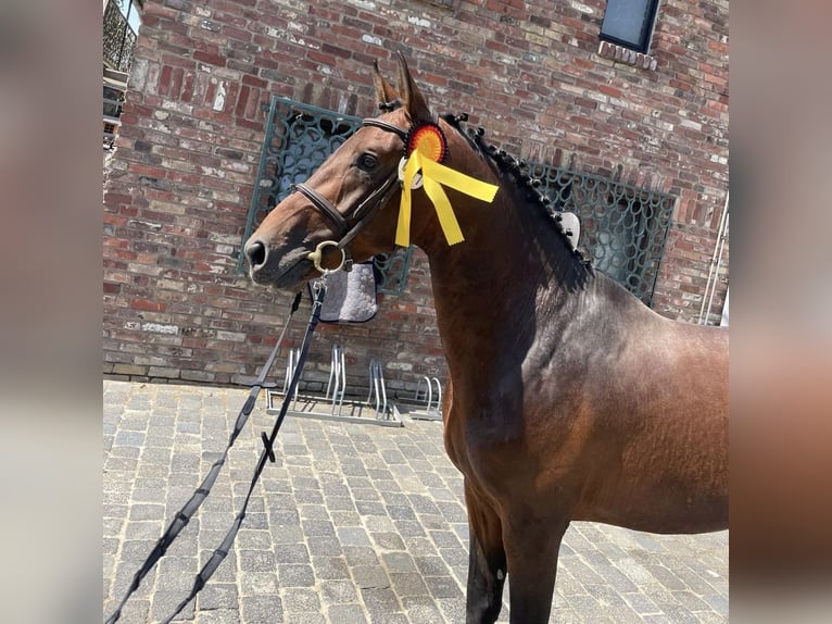 Zangersheider Stallion Brown in Wachtberg