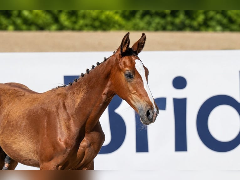 Zangersheider Stallion Foal (01/2026) 12 hh Bay in Cazma