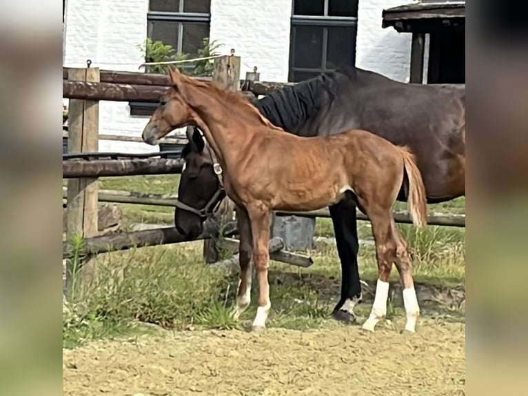 Zangersheider Stallion Foal (04/2025) 12,1 hh Chestnut-Red in Kevelaer