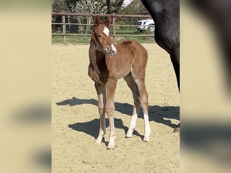 Zangersheider Stallion Foal (04/2025) 12,1 hh Chestnut-Red in Kevelaer