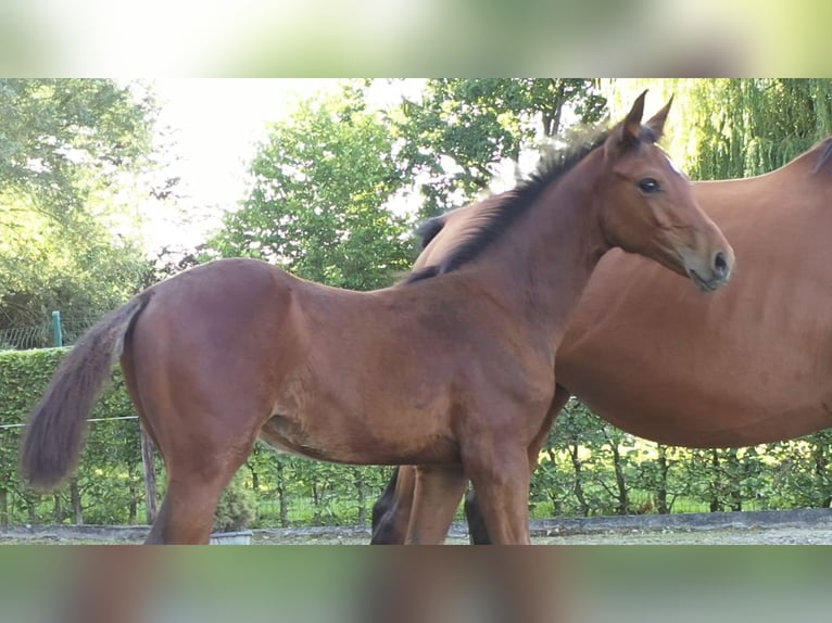 Zangersheider Stallion Foal (05/2025) 13,2 hh Brown in Smetlede