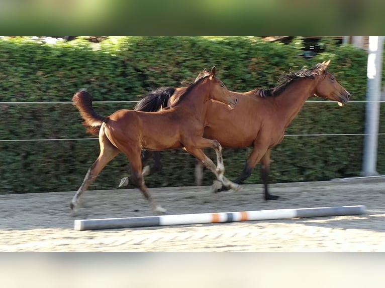 Zangersheider Stallion Foal (05/2025) 13,2 hh Brown in Smetlede