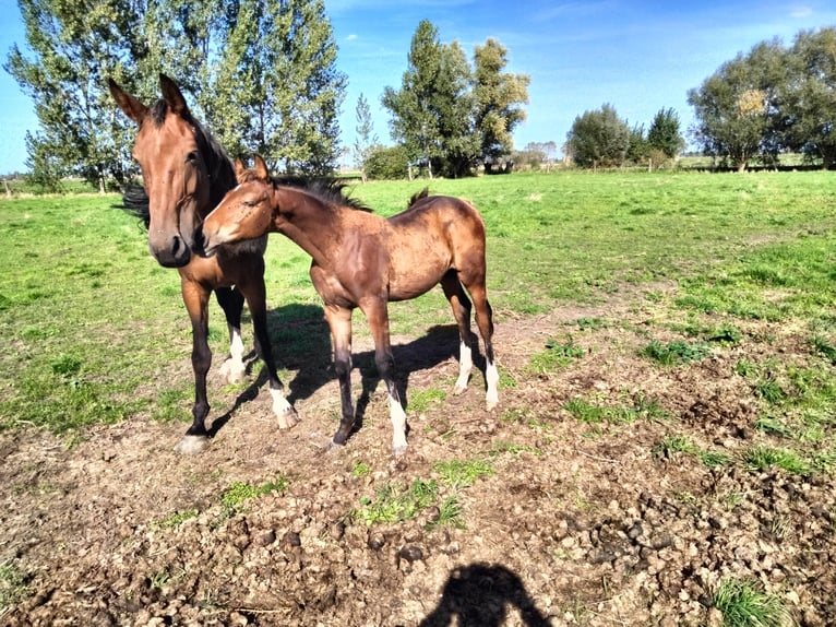 Zangersheider Stallion Foal (06/2026) 14.1 hh Brown in Leffinge