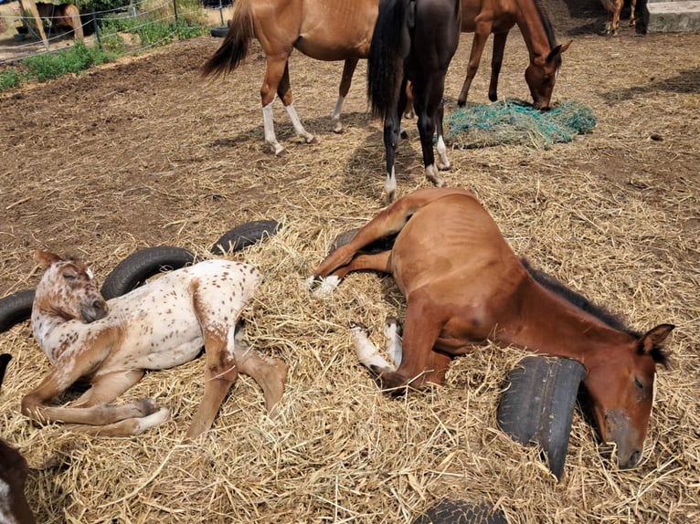 Zangersheider Stallion  15,2 hh Brown in Otwock