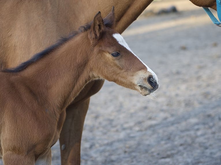 Zangersheider Stallion  15,2 hh Brown in Otwock