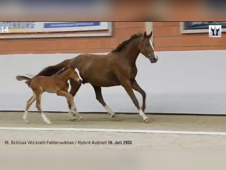 Zangersheider Stallion Foal (05/2026) 16.2 hh Brown in Linnich