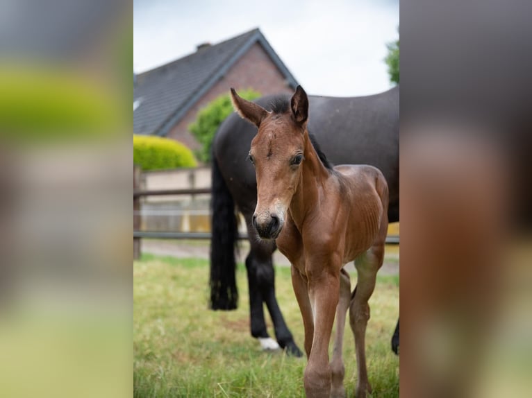 Zangersheider Stallion  16,2 hh Brown in Ratingen