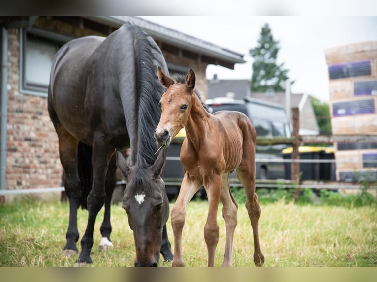 Zangersheider Stallion  16,2 hh Brown in Ratingen