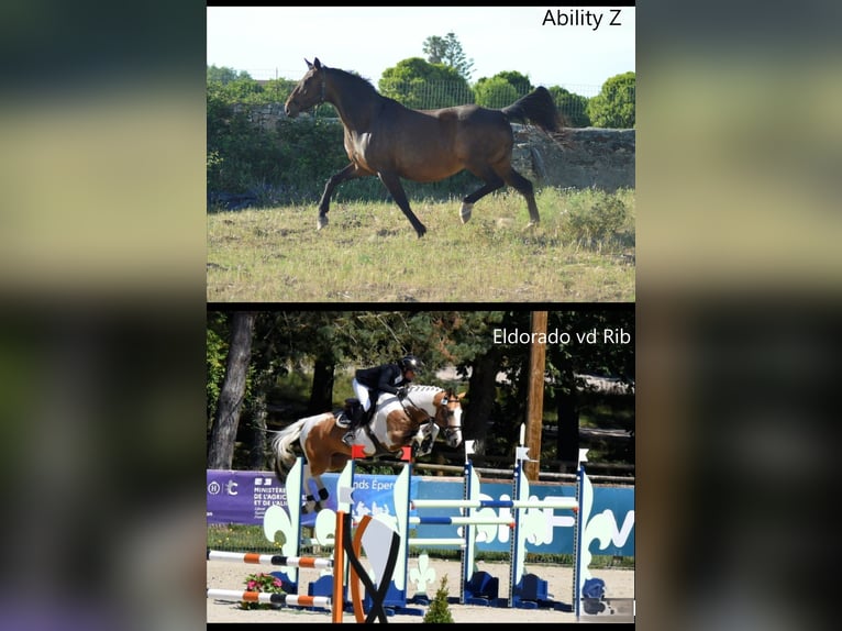 Zangersheider Stallion Foal (10/2024) 16,2 hh Pinto in Murtosa