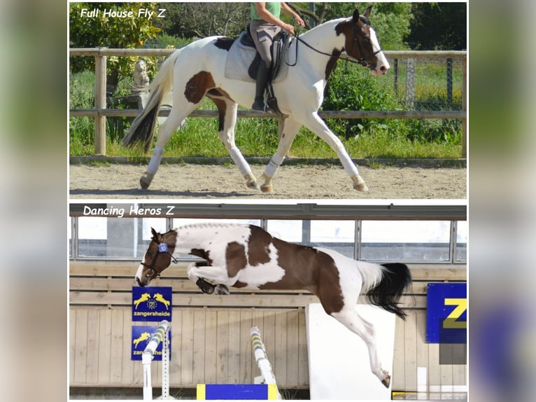 Zangersheider Stallion Foal (10/2024) 16,2 hh Pinto in Murtosa