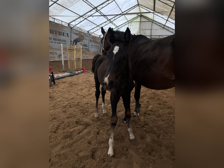 Zangersheider Stallion Foal (07/2026) 16.3 hh Bay-Dark in Rzeszów