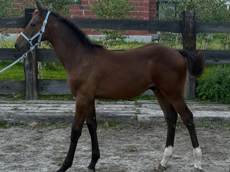 Zangersheider Stallion Foal (04/2026) 16 hh Bay-Dark in Trkusów